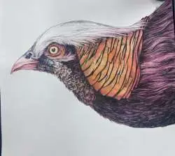 eagle -art